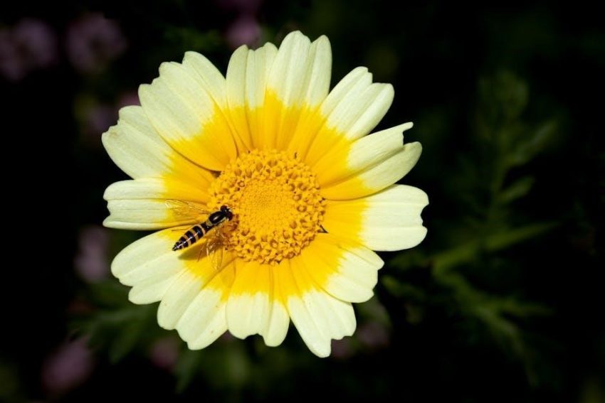 daisy badge requirements pdf